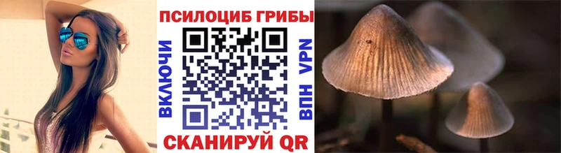 Купить где  Бородино  Галлюциногенные грибы Cubensis 